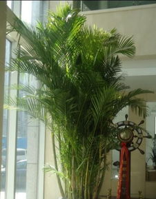 南通0513園藝 專業植物、花草、盆景租賃與養護服務