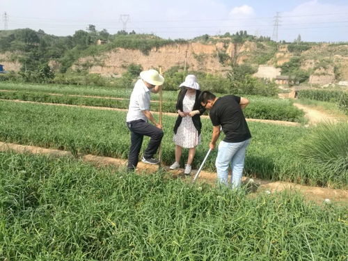 耀州區整區環境評價護航無公害農產品基地建設，農業園藝服務邁向新階段