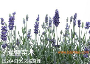 薰衣草與福祿考的種植與批發(fā) 農(nóng)業(yè)園藝服務(wù)的專業(yè)指南