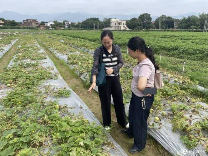 華南農業大學科技特派員團隊赴太平鎮，助力金門村香瓜“舒困”農業園藝服務